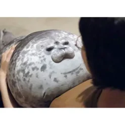 Chubby Blob Sæl Pude, fyldt bomuld plysdyr Legetøj Sød Ocean Medium (17,6 tommer)